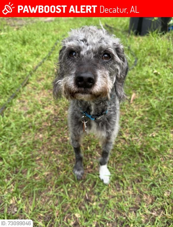 Lost Male Dog last seen McDonald’s on Danville -, Decatur, AL 35609