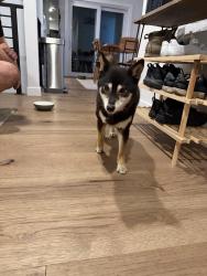 Found/Stray Female Dog last seen W Colorado & S Tennyson, Denver, CO 80219