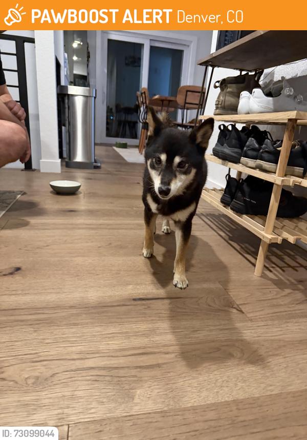 Found/Stray Female Dog last seen W Colorado & S Tennyson, Denver, CO 80219