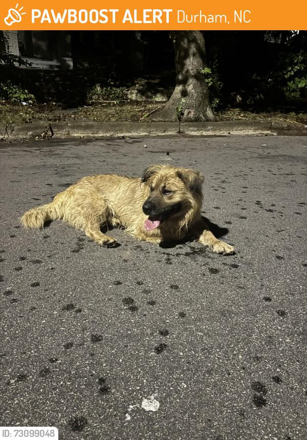 Found/Stray Unknown Dog last seen Liberty St and Park Avenue, Durham, NC 27703