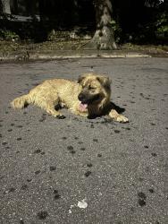 Found/Stray Unknown Dog last seen Liberty St and Park Avenue, Durham, NC 27703