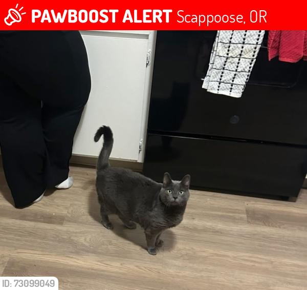 Lost Female Cat last seen NE sawyer st, Scappoose, OR 97056