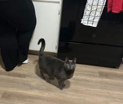Lost Female Cat last seen NE sawyer st, Scappoose, OR 97056