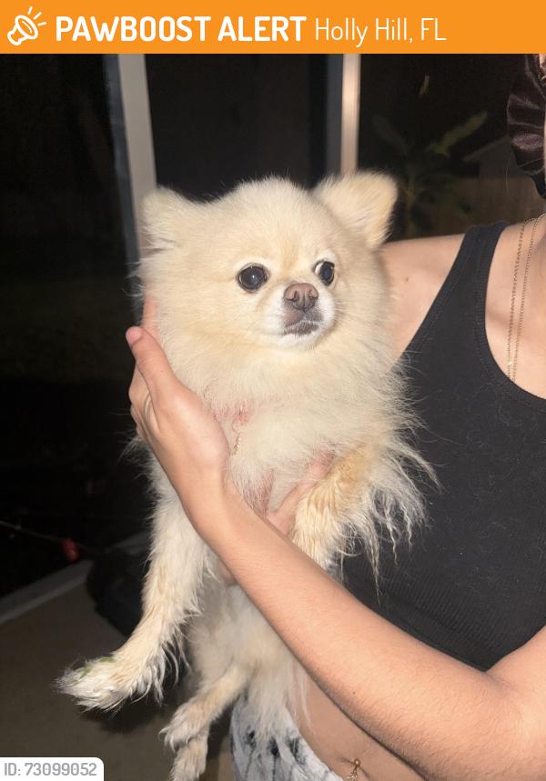 Found/Stray Female Dog last seen Old Kings Road, Holly Hill, FL 32117