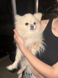 Found/Stray Female Dog last seen Old Kings Road, Holly Hill, FL 32117