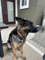 Reunited Female Dog last seen Arbula drive, Crestline, CA 92325