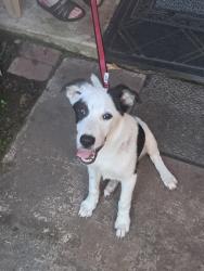 Found/Stray Female Dog last seen Village manor, Houston, TX 77345