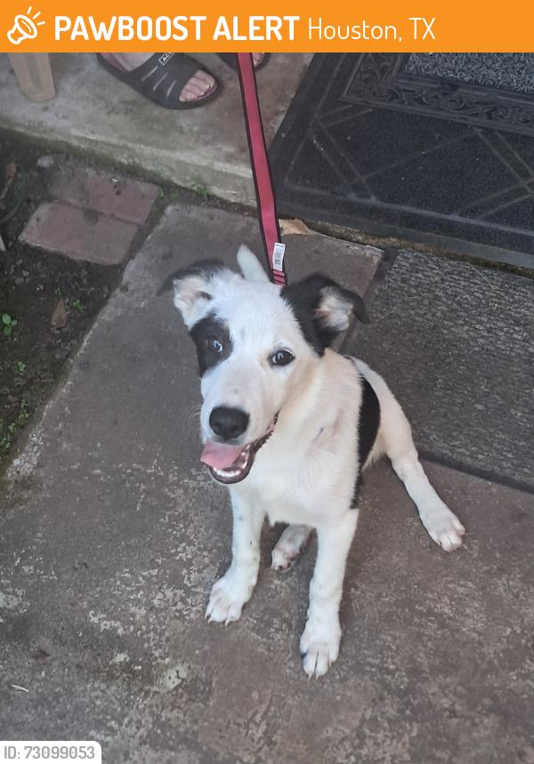 Found/Stray Female Dog last seen Village manor, Houston, TX 77345