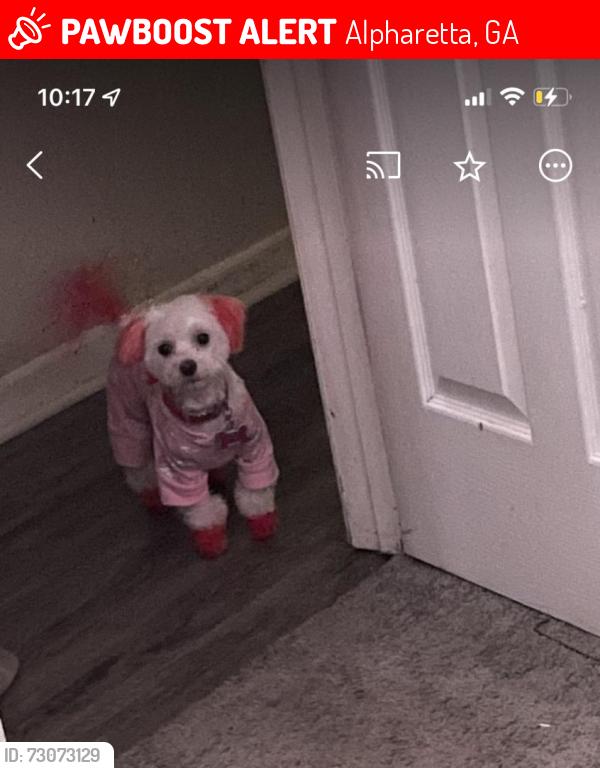 Lost Female Dog last seen Neighborhood, Alpharetta, GA 30005