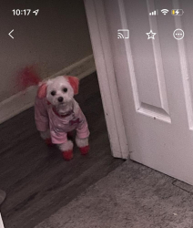 Lost Female Dog last seen Neighborhood, Alpharetta, GA 30005