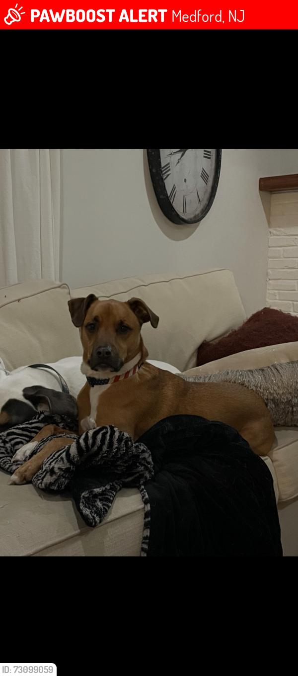 Lost Male Dog last seen Gravely Hallow & Jackson rd, Medford, NJ 08055