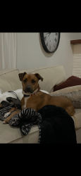 Lost Male Dog last seen Gravely Hallow & Jackson rd, Medford, NJ 08055