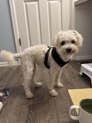Reunited Female Dog last seen Ramseier Park, Greeley, CO 80631