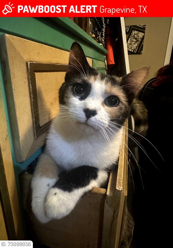 Lost Female Cat last seen Chris craft drive, Grapevine, TX 76051