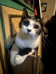 Lost Female Cat last seen Chris craft drive, Grapevine, TX 76051