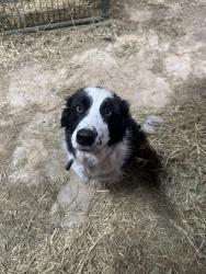 Reunited Male Dog last seen Lake Road /Dutch Fork Church Road , Donegal Township, PA 15376