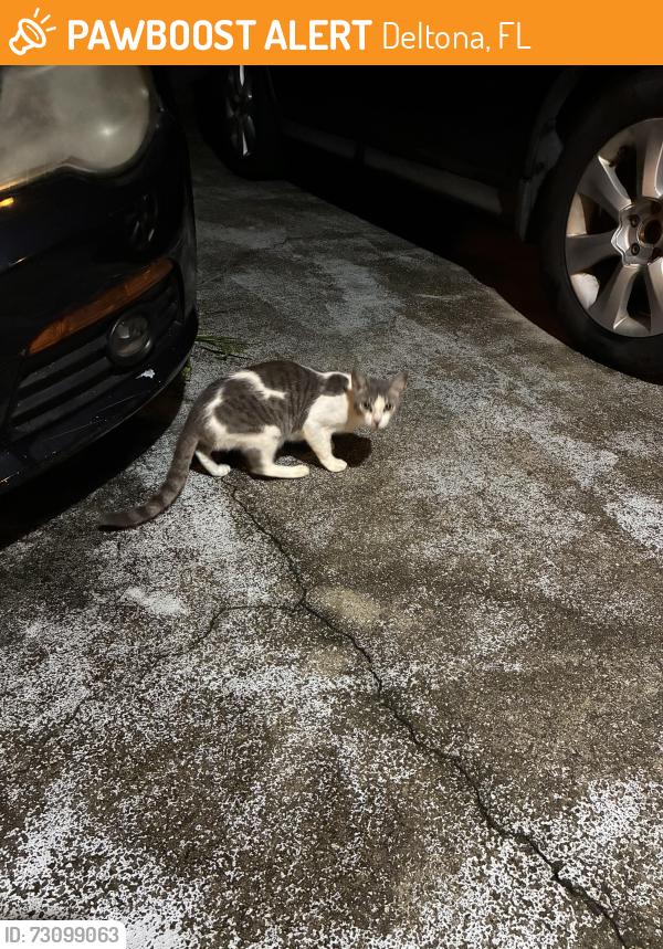 Found/Stray Unknown Cat last seen N Normandy & Saxon, Deltona, FL 32725