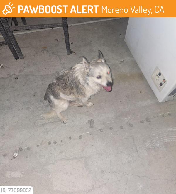 Found/Stray Unknown Dog last seen Pigeon pass road, Moreno Valley, CA 92557