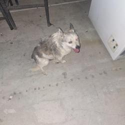 Found/Stray Unknown Dog last seen Pigeon pass road, Moreno Valley, CA 92557