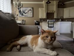 Lost Male Cat last seen Eastern, Moore, OK 73160