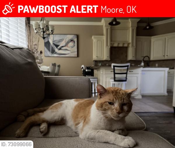 Lost Male Cat last seen Eastern, Moore, OK 73160