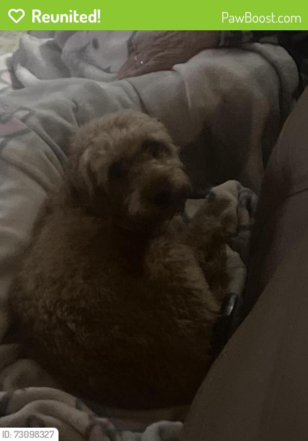 Reunited Female Dog last seen Near Ackerman Place Pompton Lakes NJ 07443, Pompton Lakes, NJ 07442