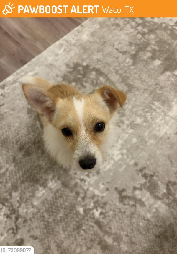 Found/Stray Male Dog last seen Primrose Dr and Old Robinson, Waco, TX 76706