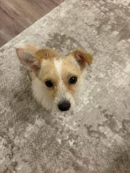 Found/Stray Male Dog last seen Primrose Dr and Old Robinson, Waco, TX 76706