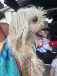 Reunited Unknown Dog last seen Chino & Magnolia CHINO CA, Chino, CA 91710