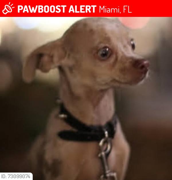 Lost Female Dog last seen WALLGREENS MIRACLE MILE @ DOUGLAS RD SEARS, Miami, FL 33145