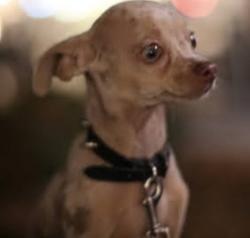 Lost Female Dog last seen WALLGREENS MIRACLE MILE @ DOUGLAS RD SEARS, Miami, FL 33145