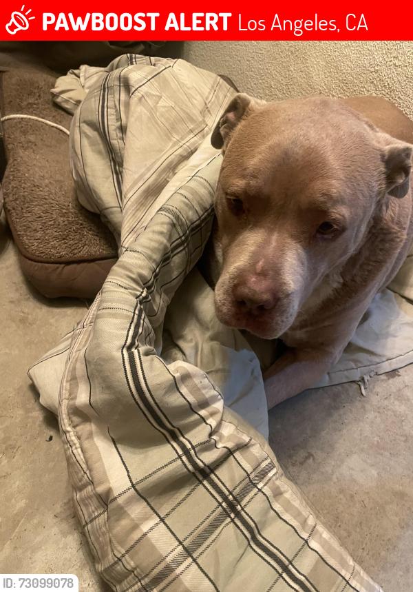 Lost Female Dog last seen Gage and Western, Los Angeles, CA 90047