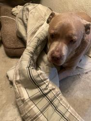 Lost Female Dog last seen Gage and Western, Los Angeles, CA 90047