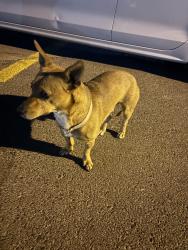 Found/Stray Male Dog last seen Puerto Del Sol Golf Course, Albuquerque, NM 87106