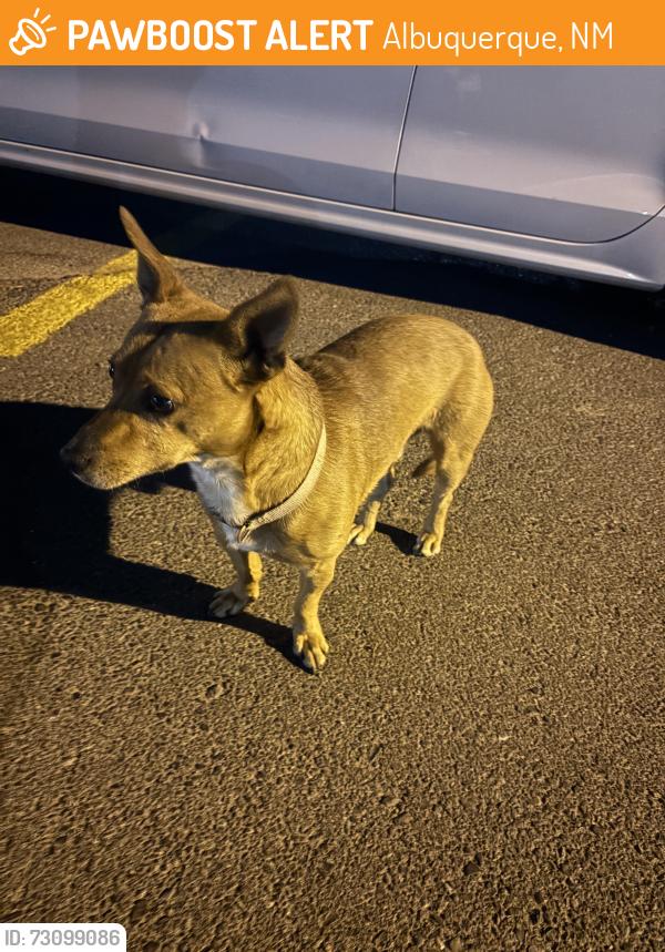 Found/Stray Male Dog last seen Puerto Del Sol Golf Course, Albuquerque, NM 87106