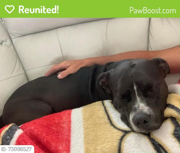 Reunited Male Dog last seen  forzando, Spring Hill, FL 34604