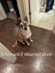 Reunited Female Dog last seen Cornwall Rd and Shady Glen Cove, Horn Lake, MS 38637