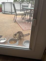 Found/Stray Female Cat last seen Comet trail, Chattanooga, TN 37343