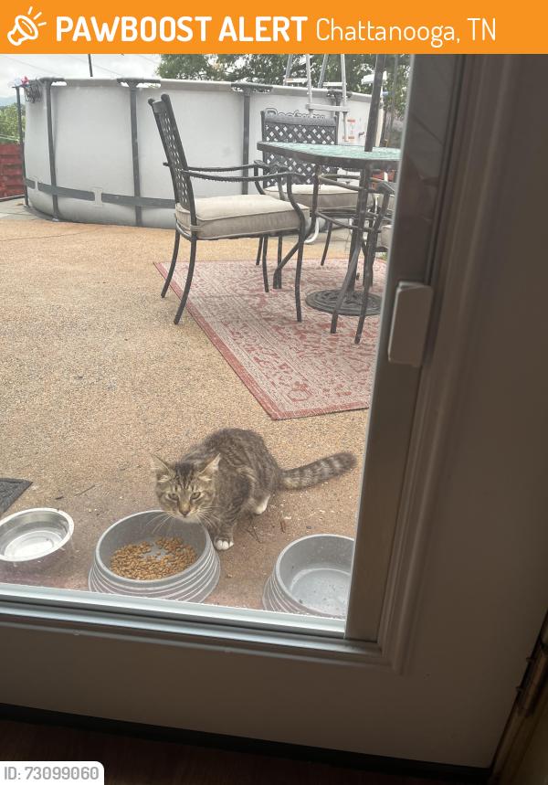 Found/Stray Female Cat last seen Comet trail, Chattanooga, TN 37343