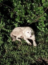 Found/Stray Unknown Dog last seen By hydrant off of Marsh Rd, DeLand, FL 32724