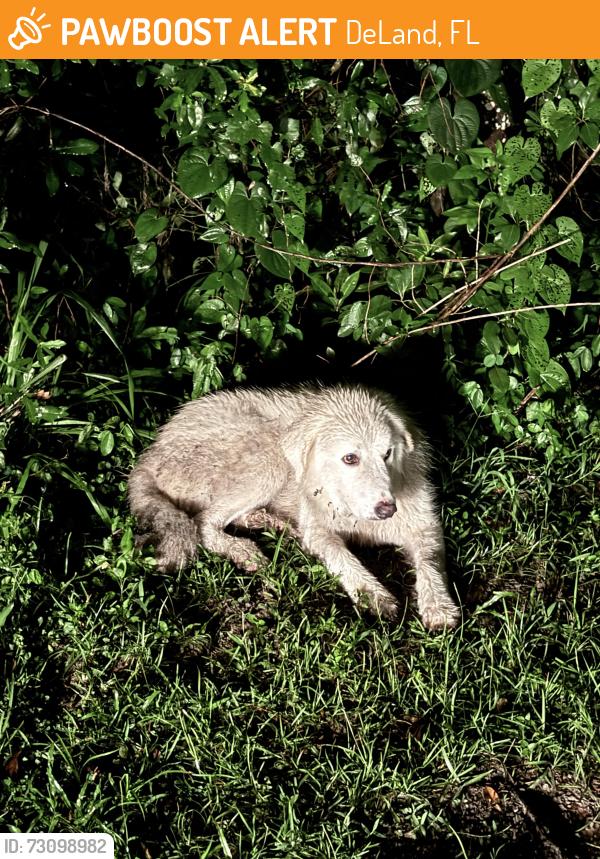 Found/Stray Unknown Dog last seen By hydrant off of Marsh Rd, DeLand, FL 32724