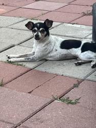 Lost Female Dog last seen Near HEB, Schertz, TX 78154
