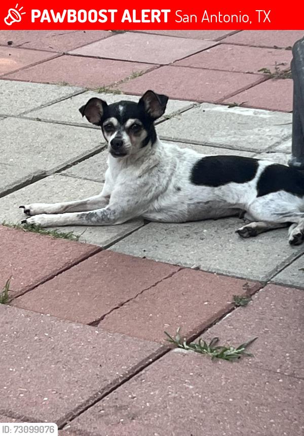Lost Female Dog last seen Near HEB, Schertz, TX 78154