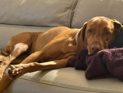 Reunited Female Dog last seen El Dorado Hills Blvd and Governor Drive, El Dorado Hills, CA 95762