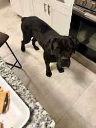 Lost Female Dog last seen Kashmere & Evella, Houston, TX 77026