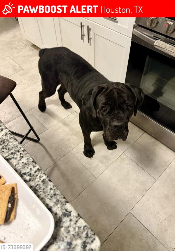 Lost Female Dog last seen Kashmere & Evella, Houston, TX 77026