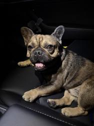 Reunited Male Dog last seen Haverhill ct, Riverside, CA 92503