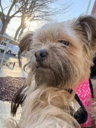 Lost Female Dog last seen Near a school , Queens, NY 11435