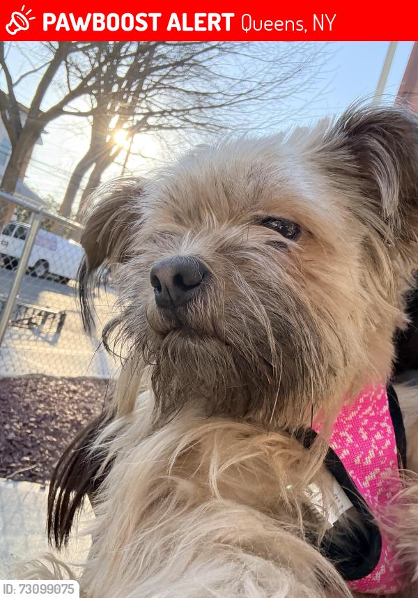 Lost Female Dog last seen Near a school , Queens, NY 11435