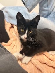 Found/Stray Male Cat last seen El cajon blvd, El Cajon, CA 92020